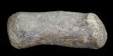 Hadrosaur Finger Bone - Alberta (Disposition #-) #71720-1